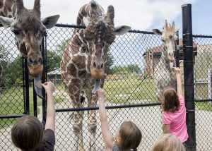 While visiting Blank Park Zoo for their rhino project, Walnut Street student took a moment to feed the giraffe.