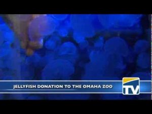 Central Donates Jellyfish – DMPS-TV News thumbnail