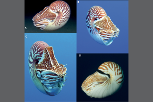 Three new species of nautilus.