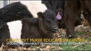 Cows Visit McKee Education Center thumbnail